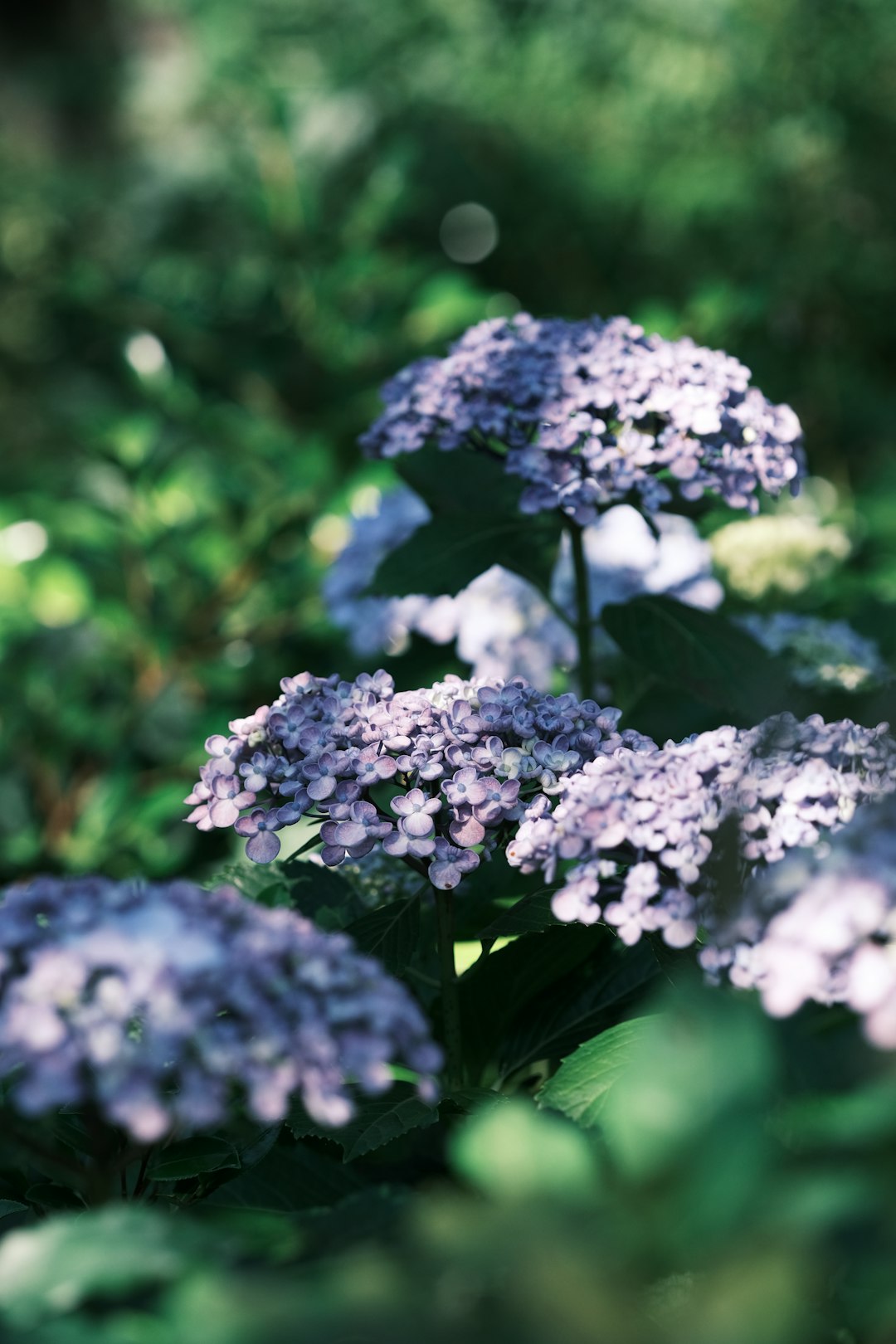 white and purple flowers in tilt shift lens