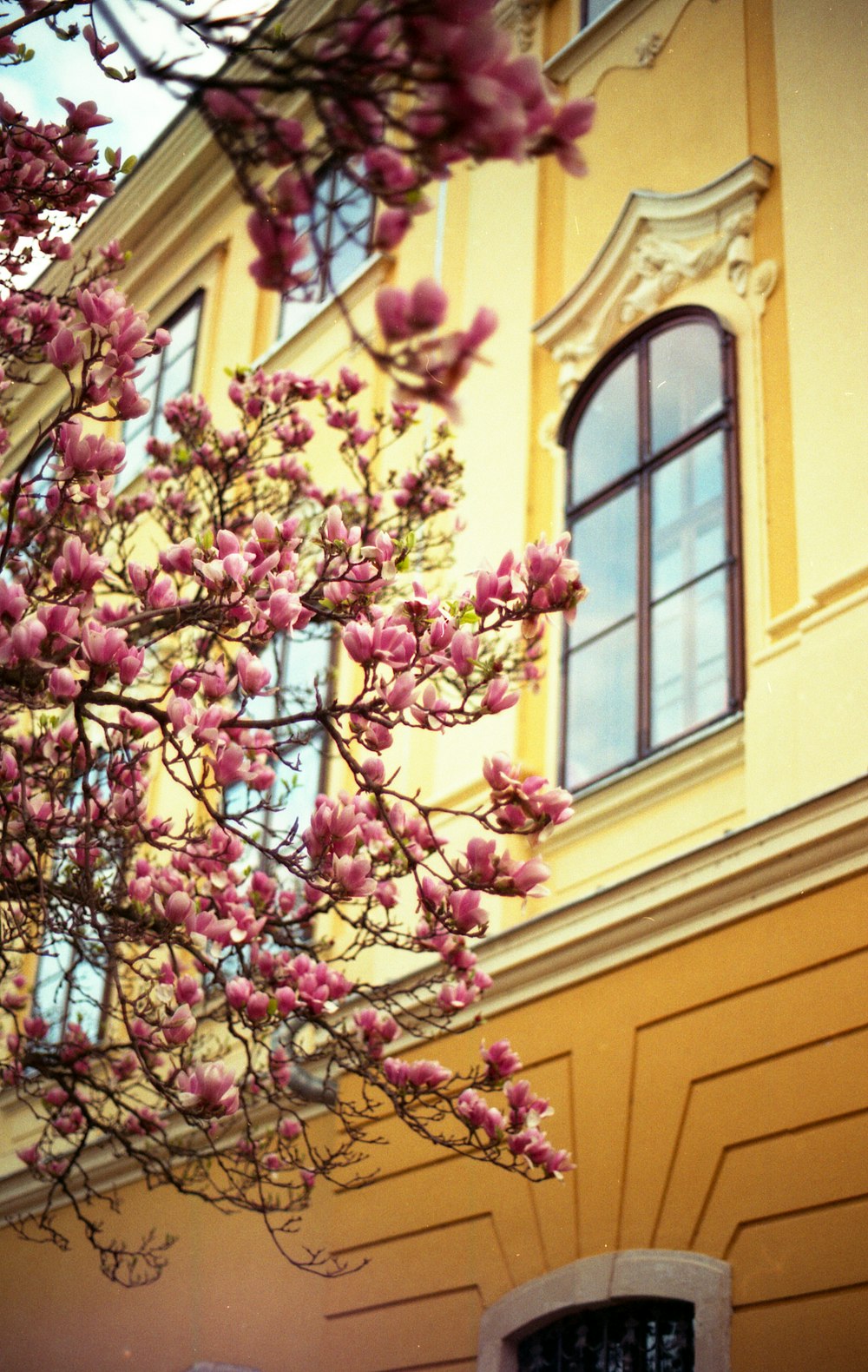 pink and white flowers on yellow concrete building