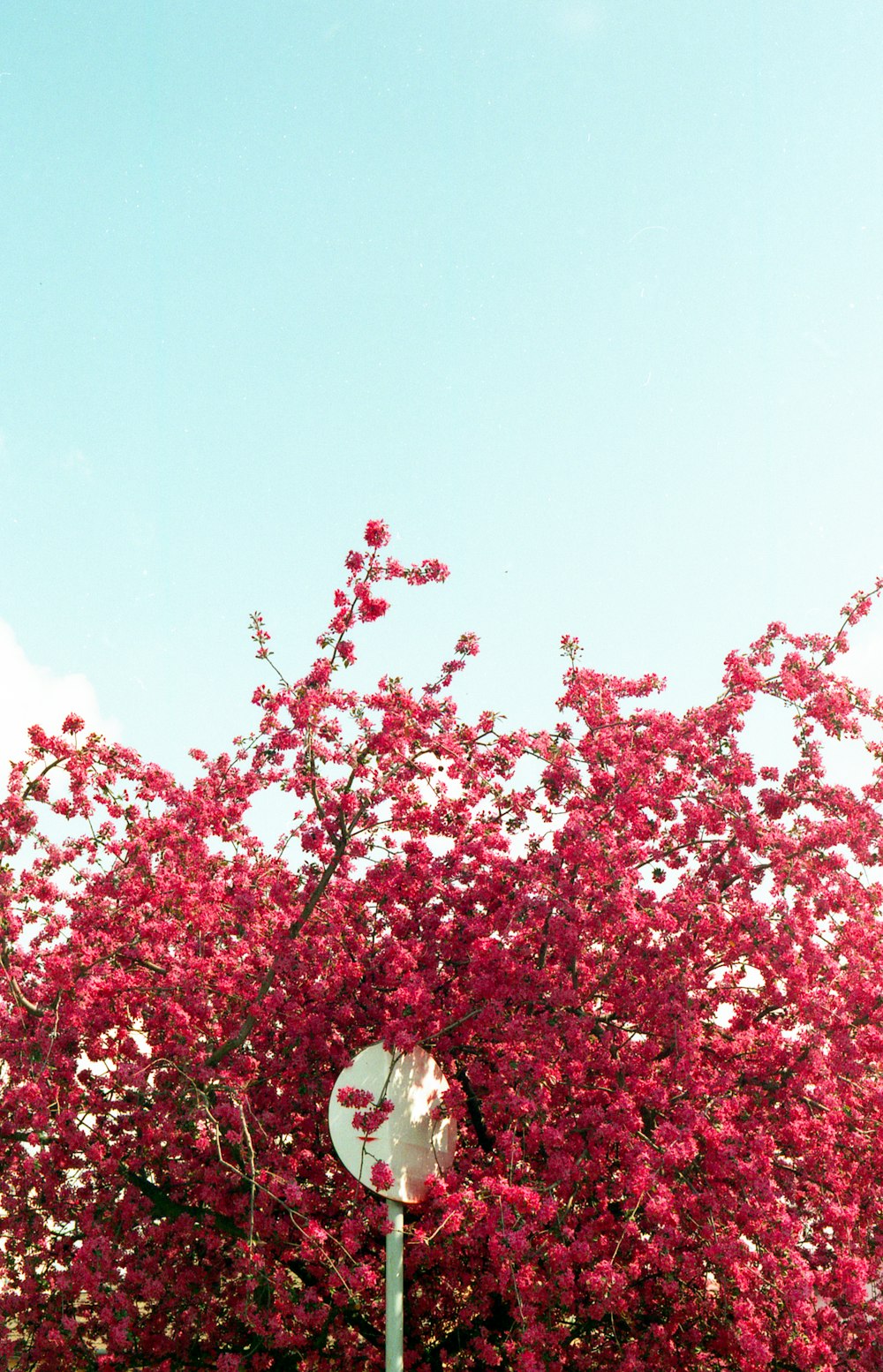 red flowers with green leaves during daytime