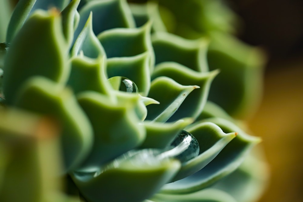 green flower bud in close up photography