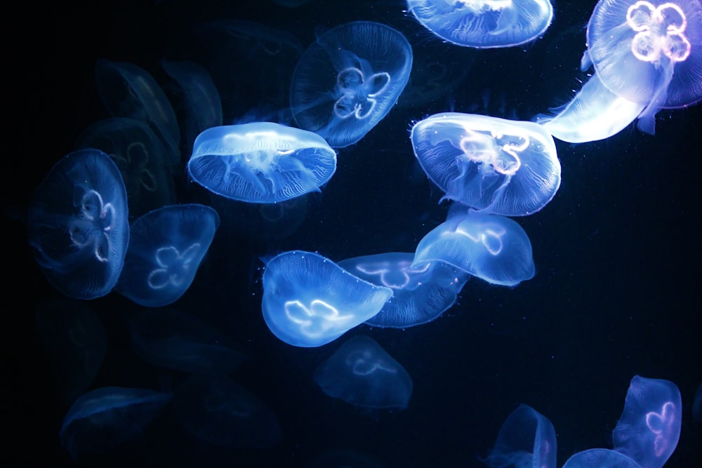 Ilustración de medusas azules y blancas