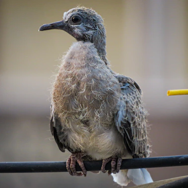 brown and gray bird on gray metal bar