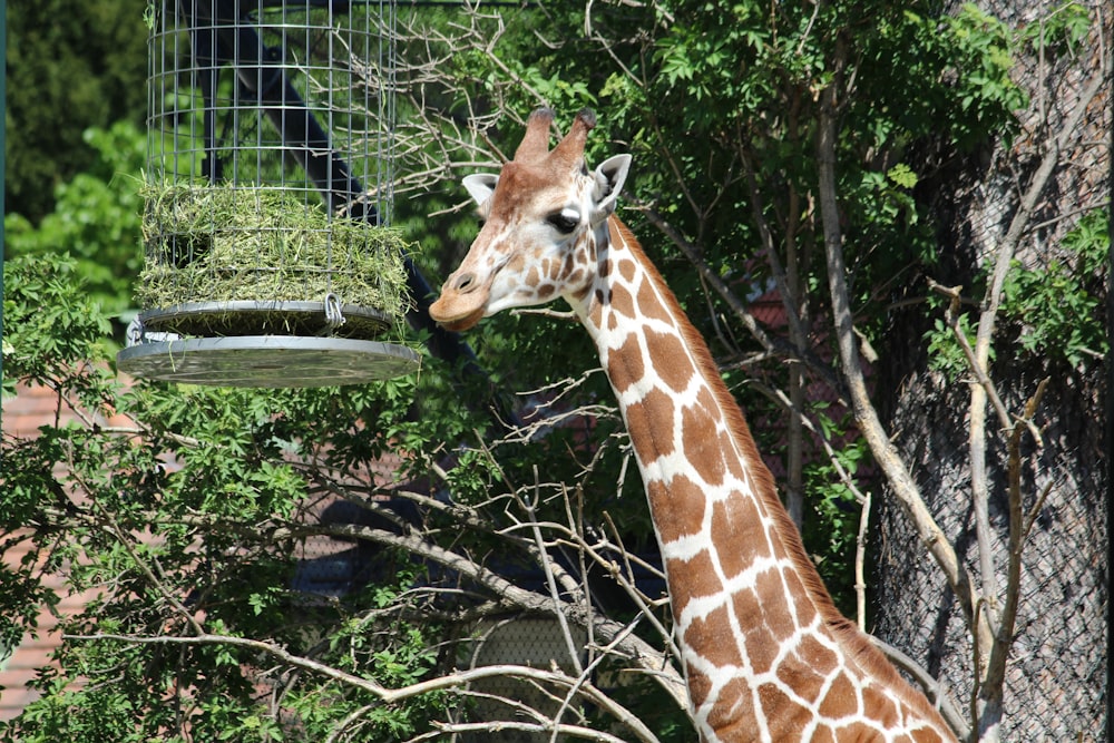 giraffe eating green leaves during daytime