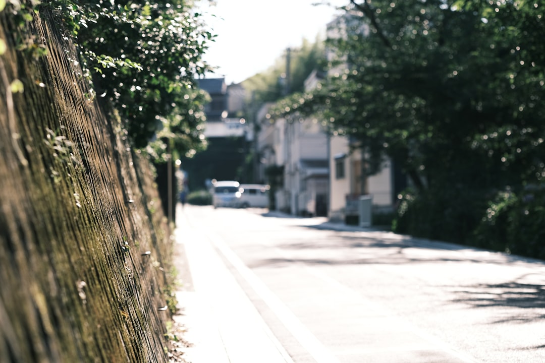 green tree beside gray concrete road during daytime