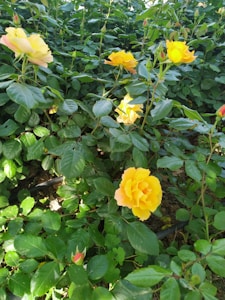 Sunny Yellow Roses