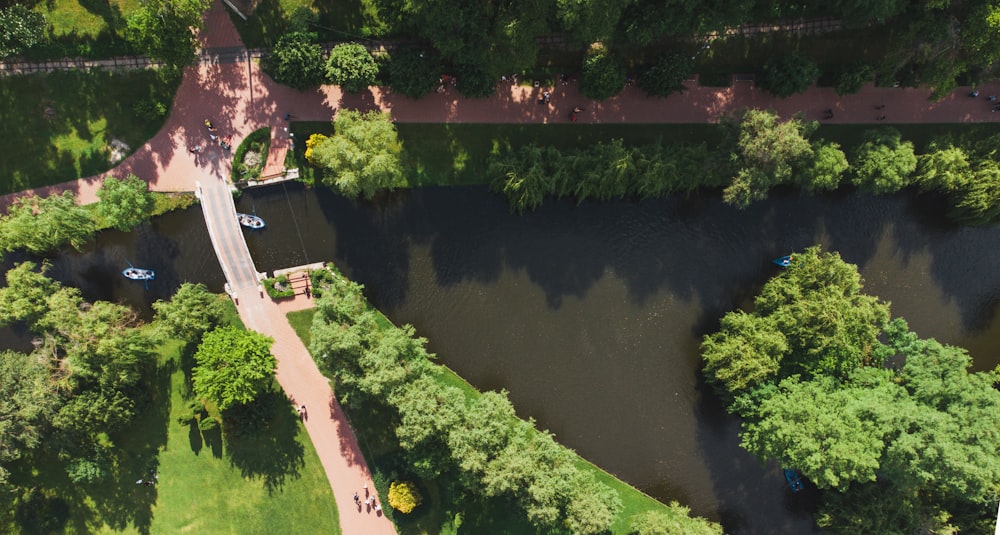 green trees near river during daytime