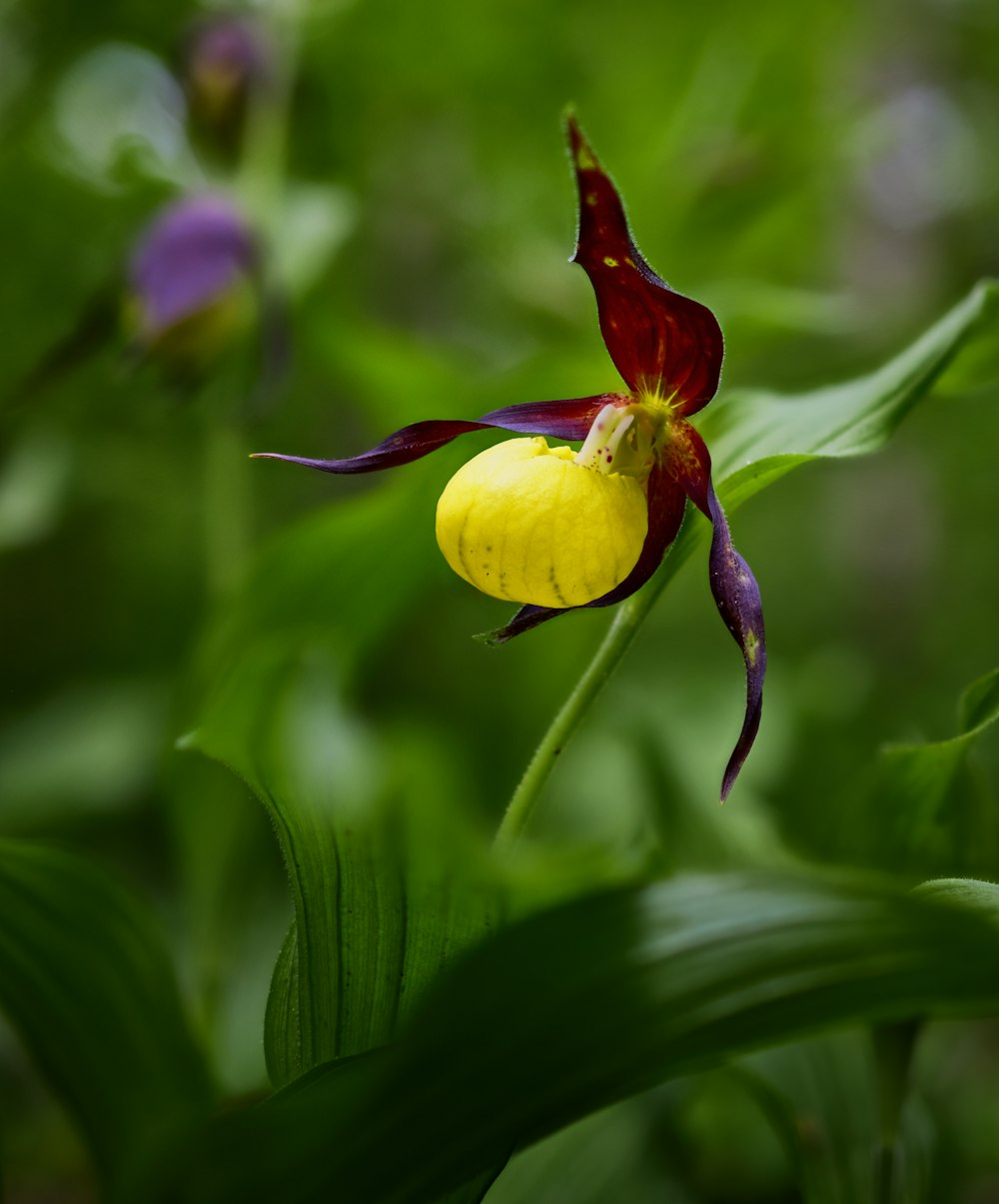 yellow and purple flower bud in close up photography