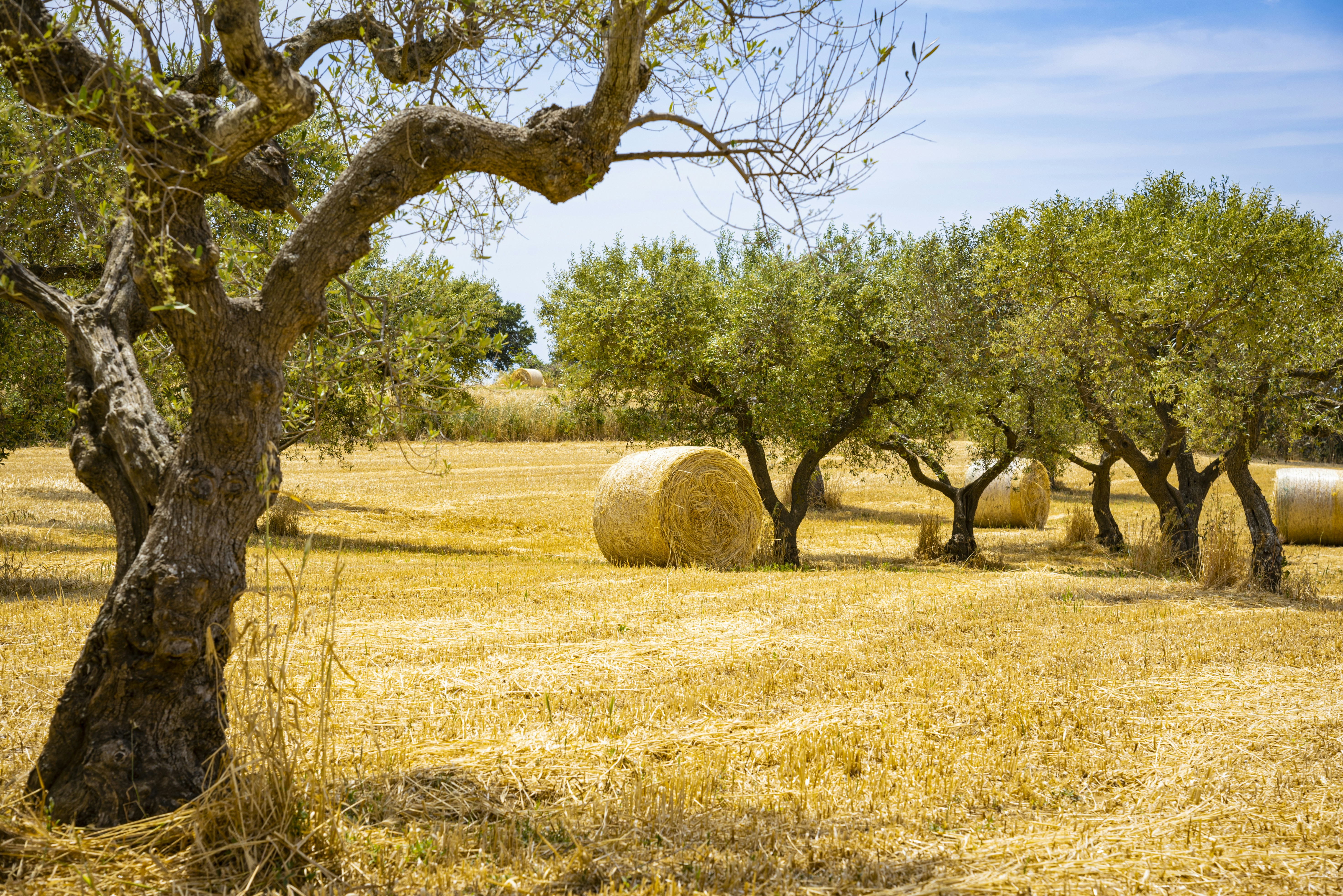 Hay field with round bales and olive trees in the south of Italy