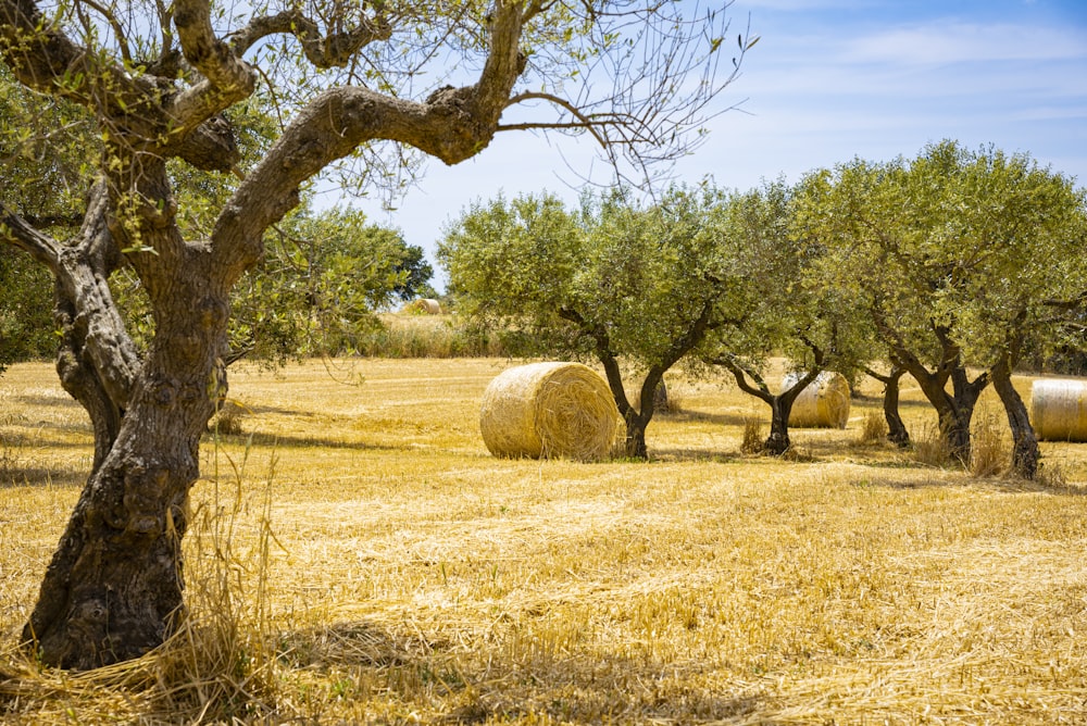 Campo de grama marrom com árvores verdes durante o dia