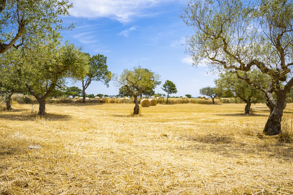 green trees on brown grass field during daytime