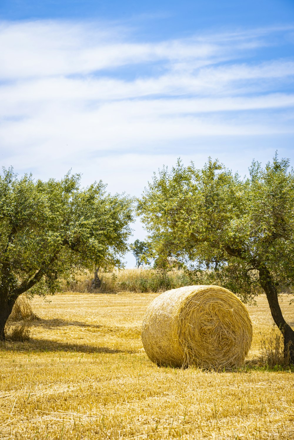 brown grass field with green trees