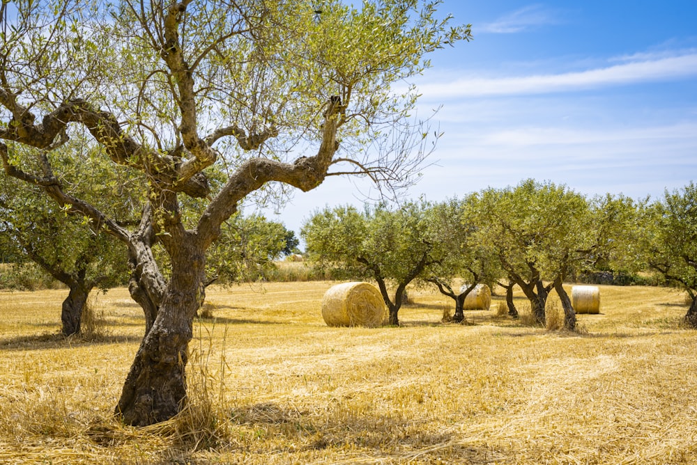 brown grass field with green trees during daytime