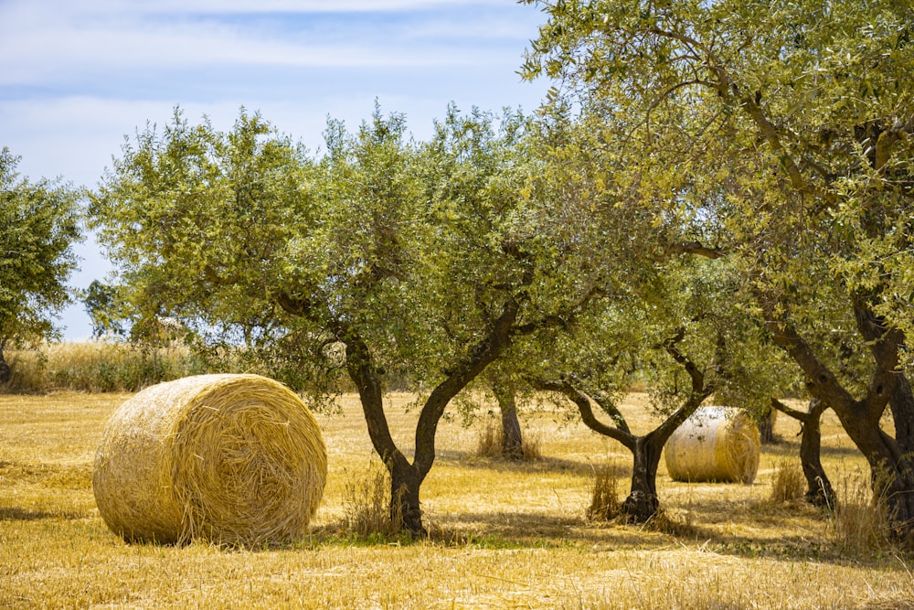 brown round grass near green trees under blue sky during daytime