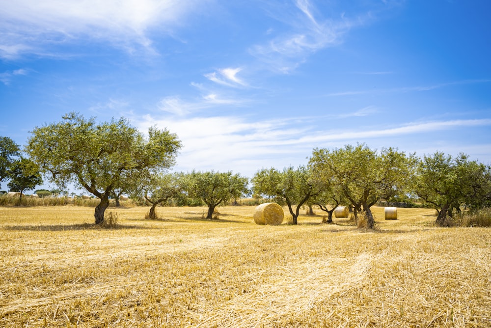 brown and green trees under blue sky during daytime