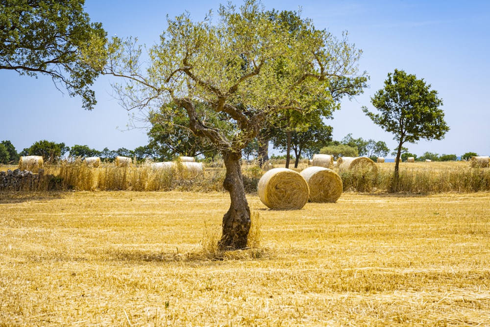 brown grass field with green trees during daytime