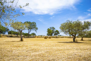 green trees on brown grass field under blue sky during daytime