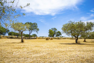green trees on brown grass field under blue sky during daytime