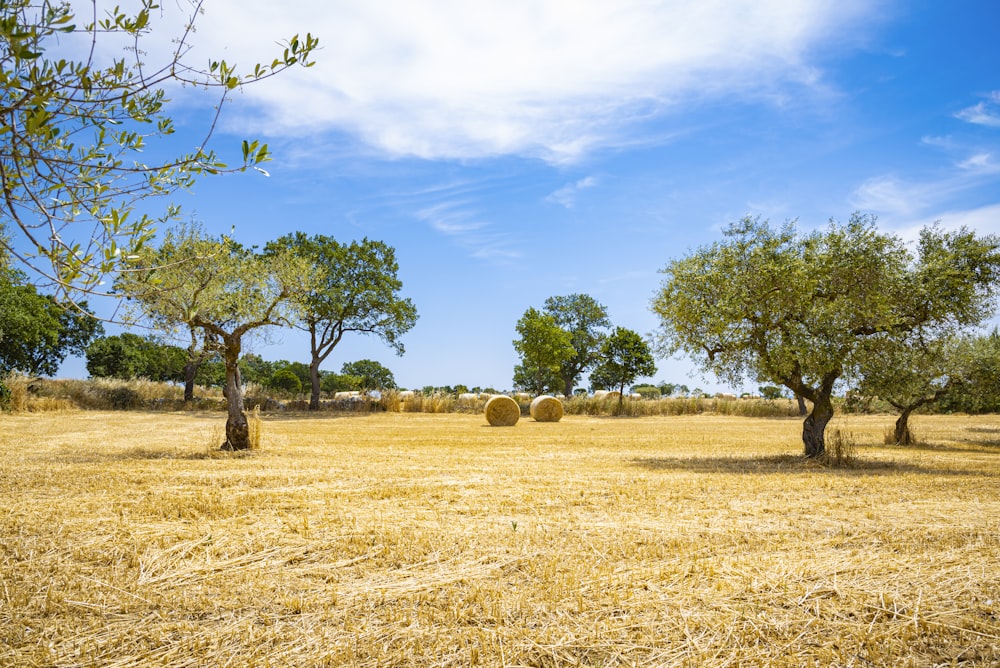 green trees on brown grass field under blue sky during daytime