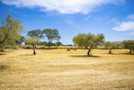 A financial advisor discussing credit options with a farmer amid olive trees.
