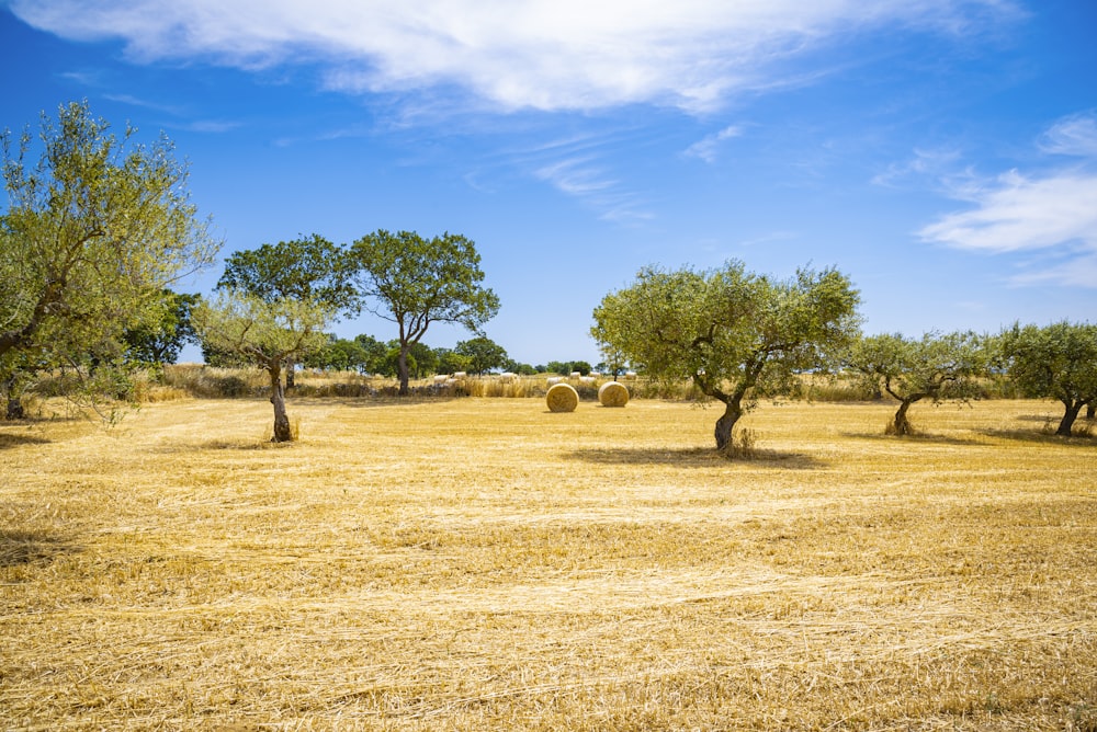 brown grass field with green trees under blue sky during daytime