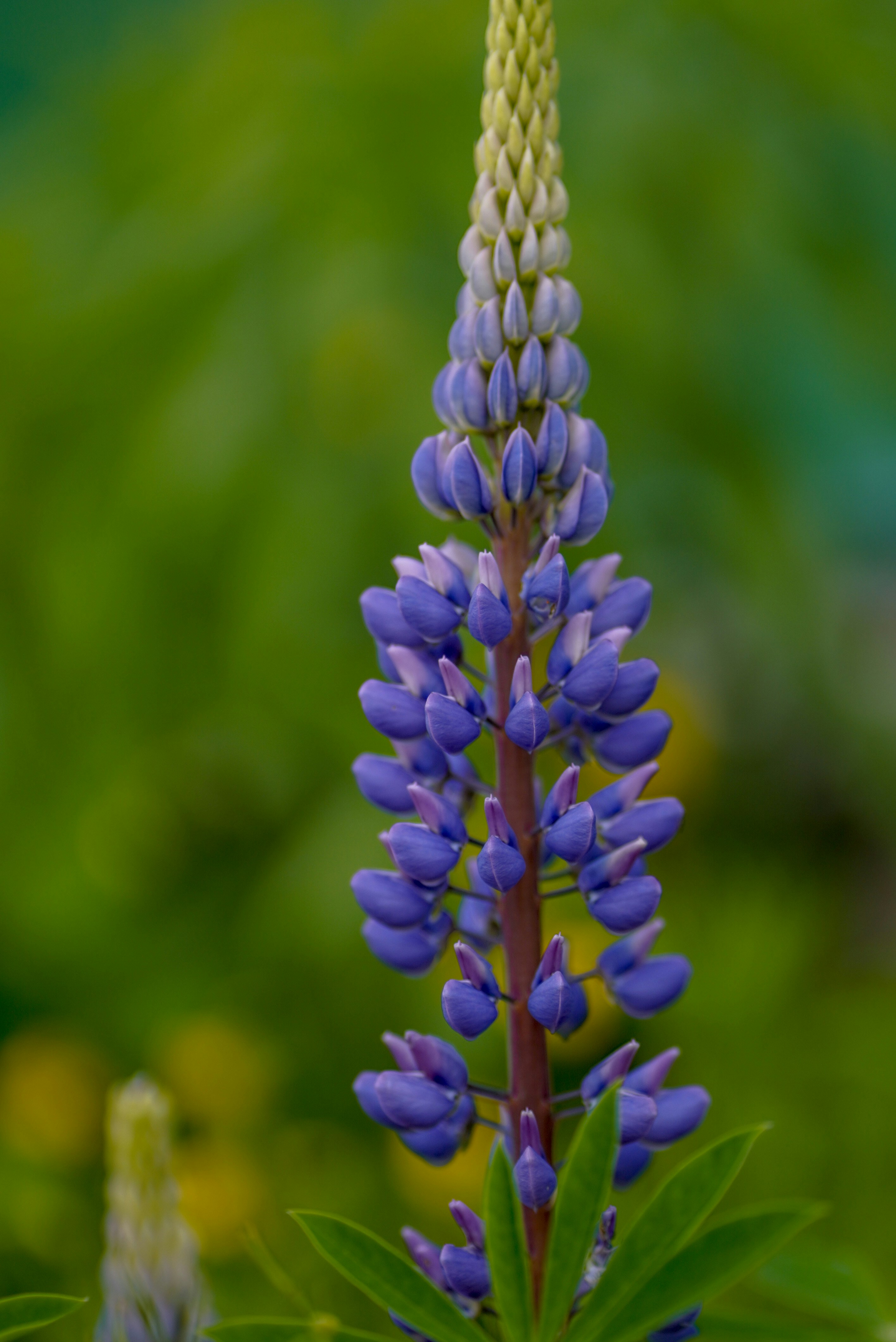 Photo by annabell_flem