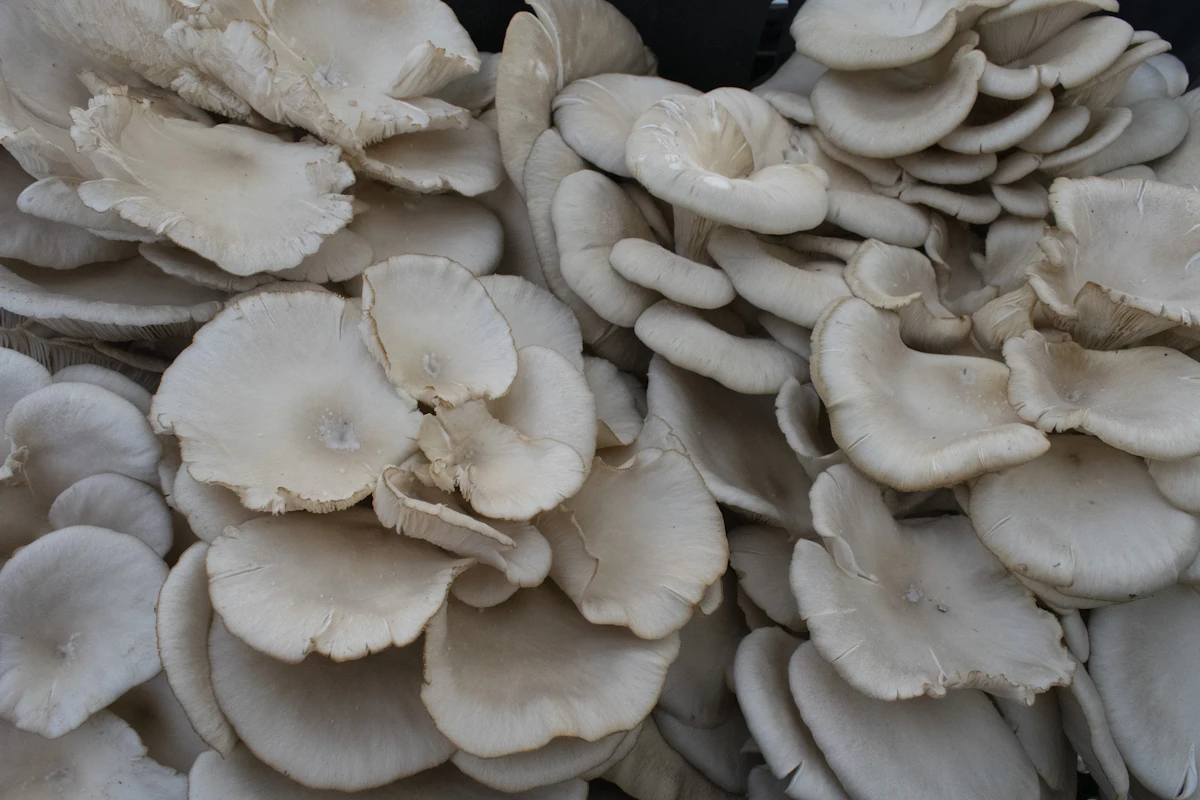 A close-up of cultivated mushrooms