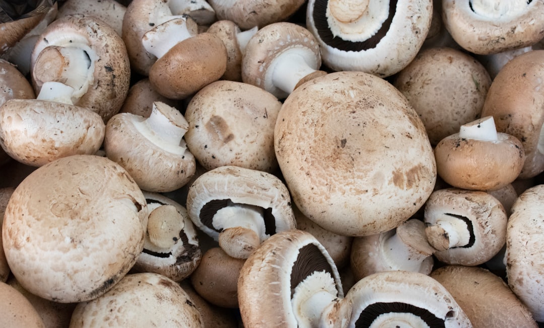 brown and white mushrooms on black surface