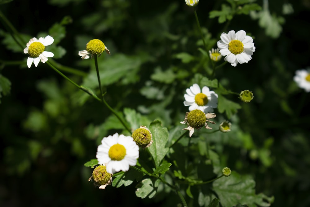 white and yellow flowers in tilt shift lens