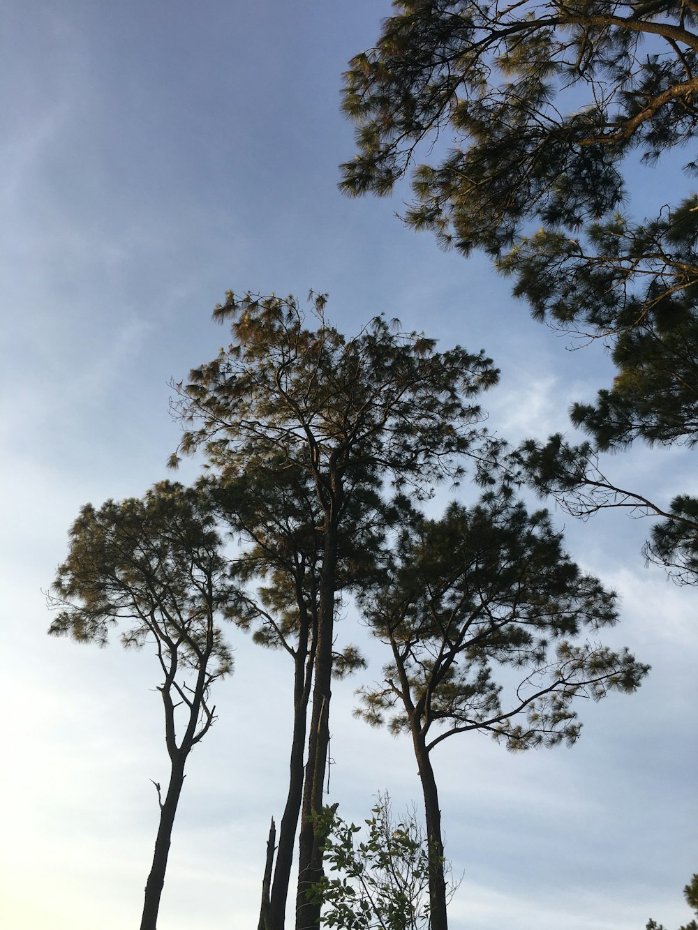 árvore verde sob o céu azul durante o dia