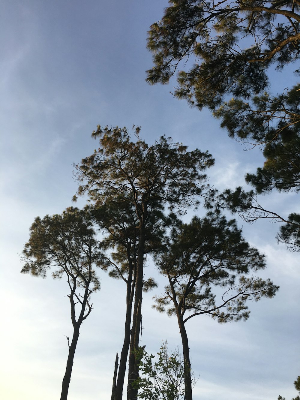 albero verde sotto il cielo blu durante il giorno