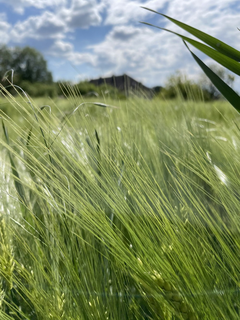 green grass field during daytime