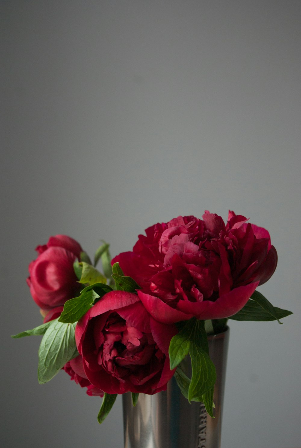 red roses in white vase