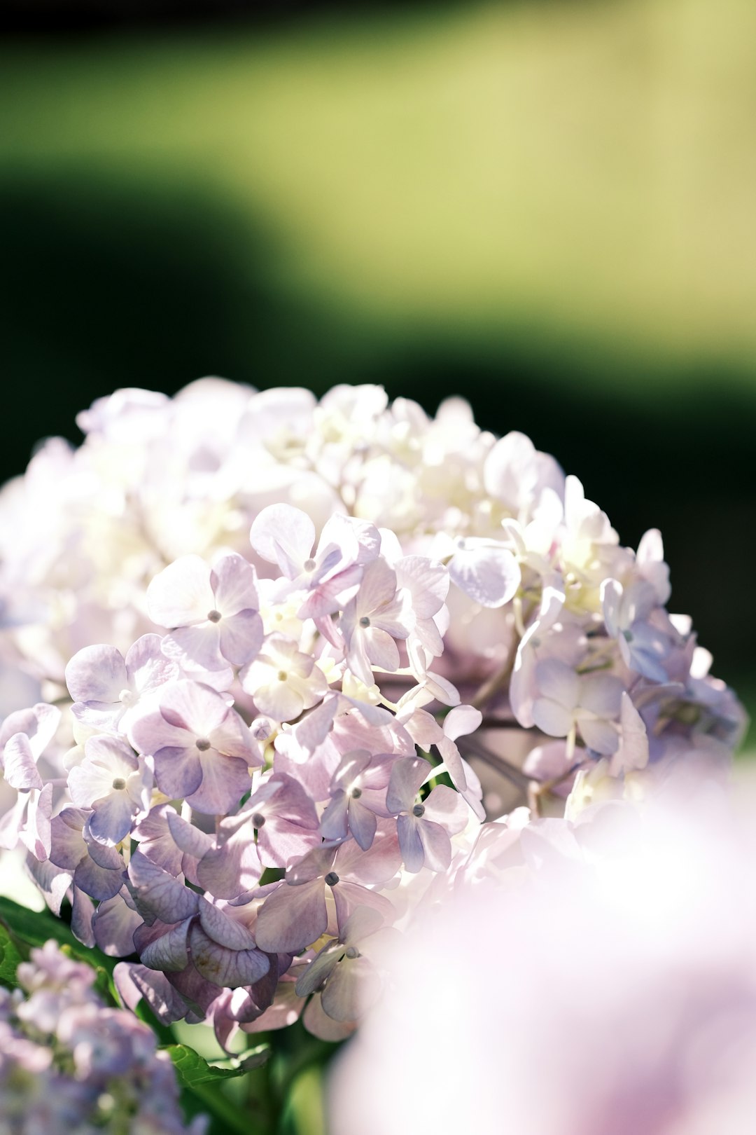 white and purple flower in close up photography