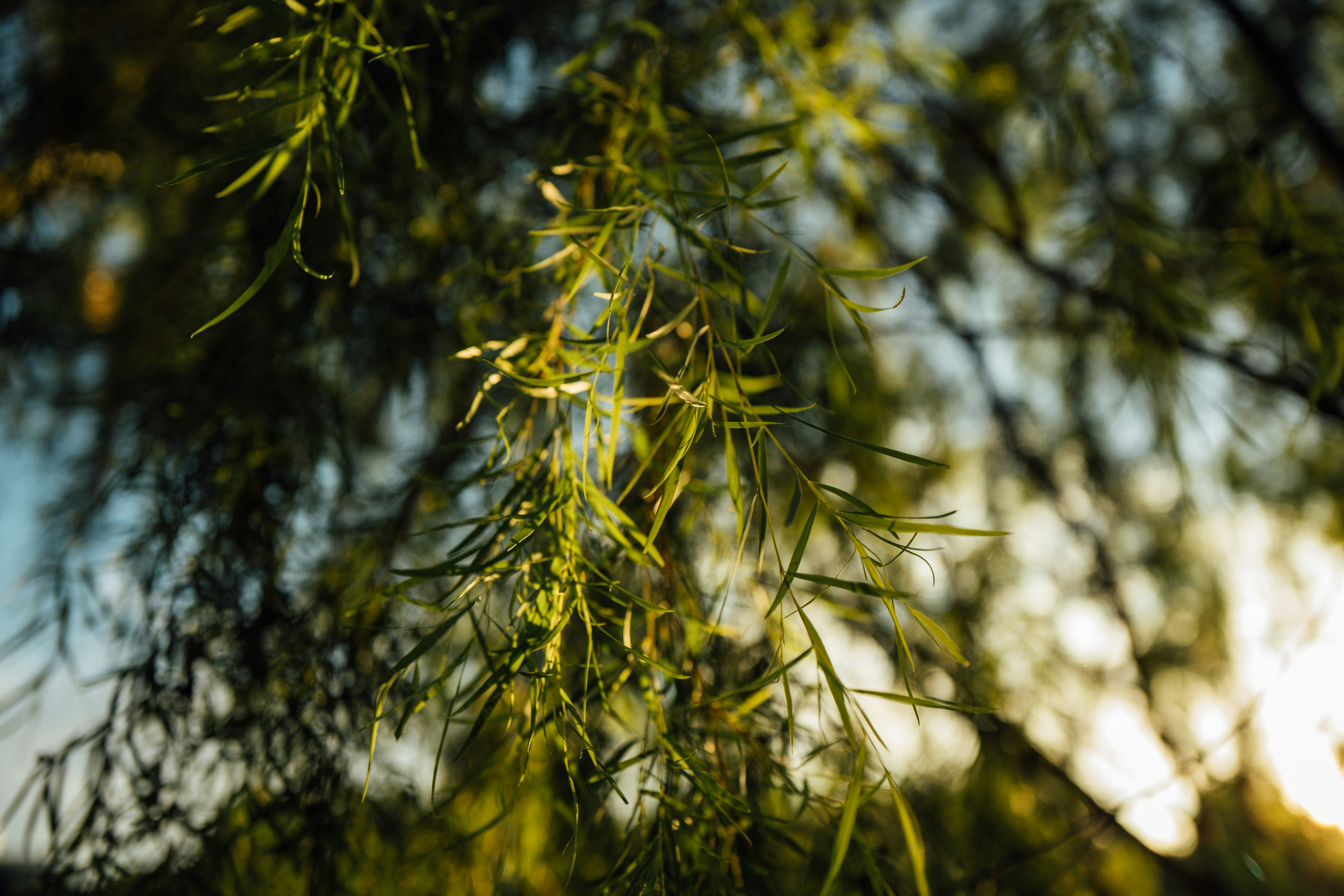 Photo by chuttersnap