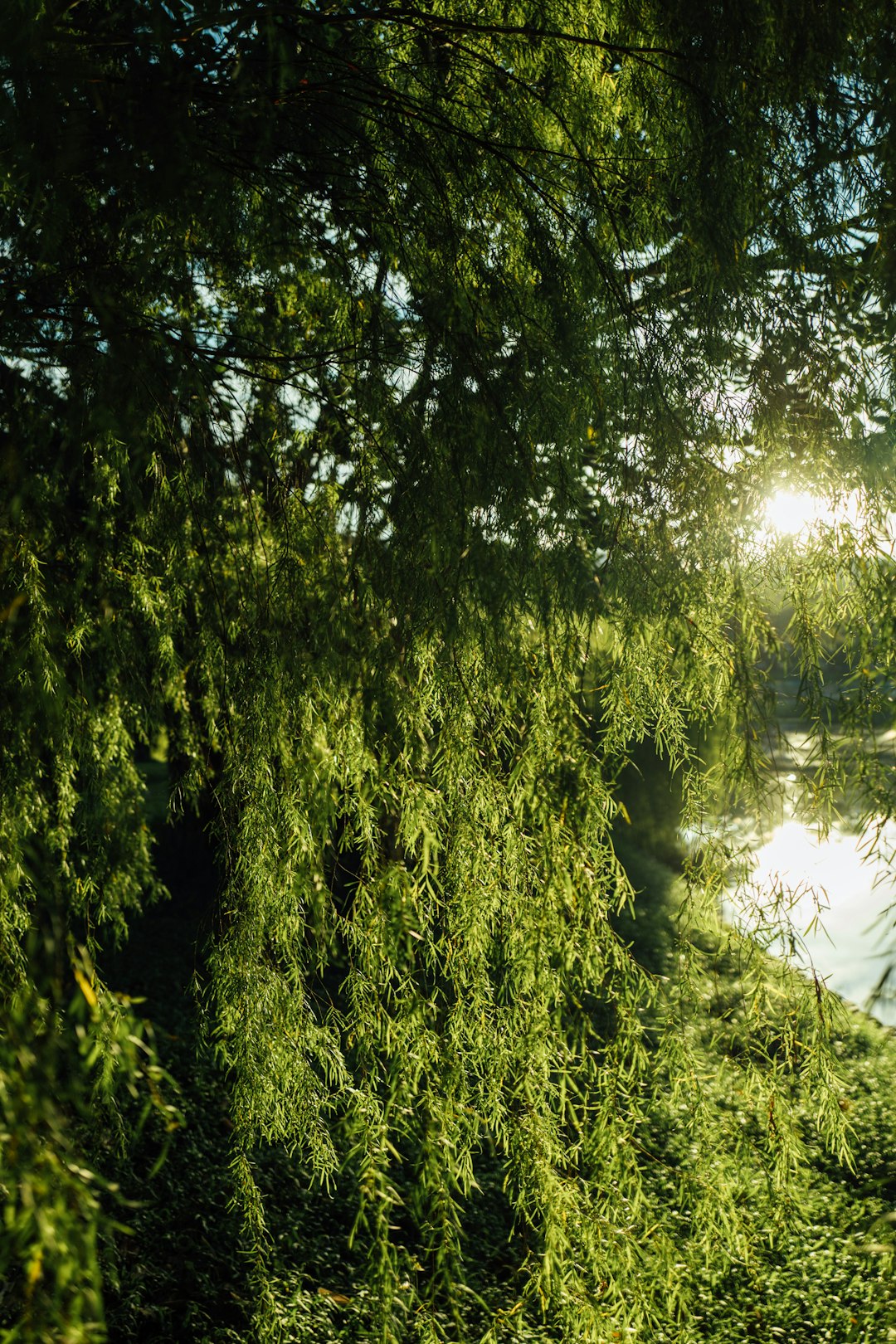 green trees beside river during daytime