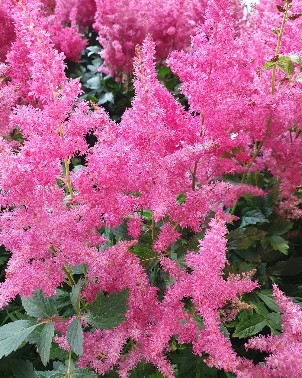 pink flowers with green leaves