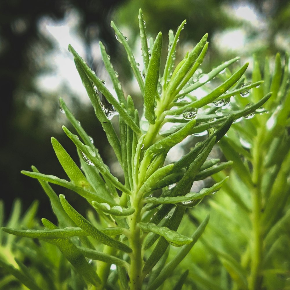 green plant in close up photography