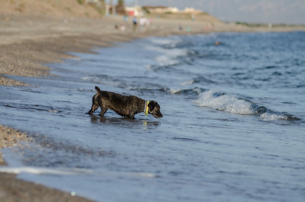 black and white short coated dog on water during daytime