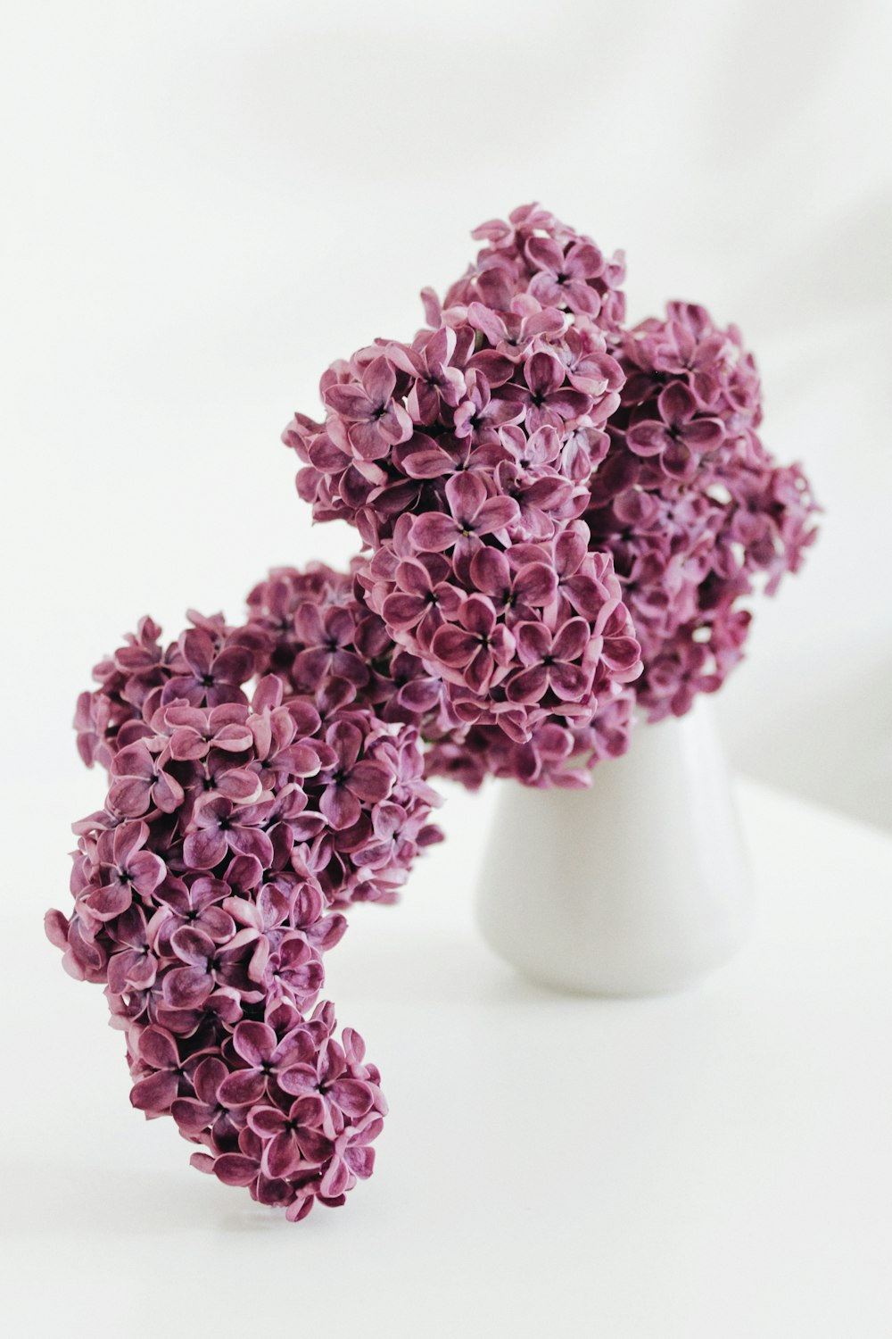 purple flowers in white ceramic vase