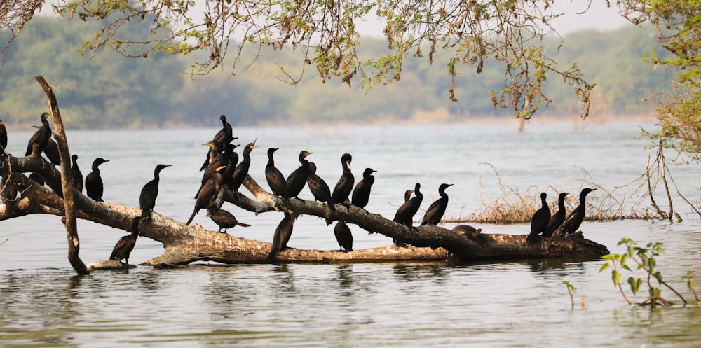 flock of birds on brown tree log on lake during daytime