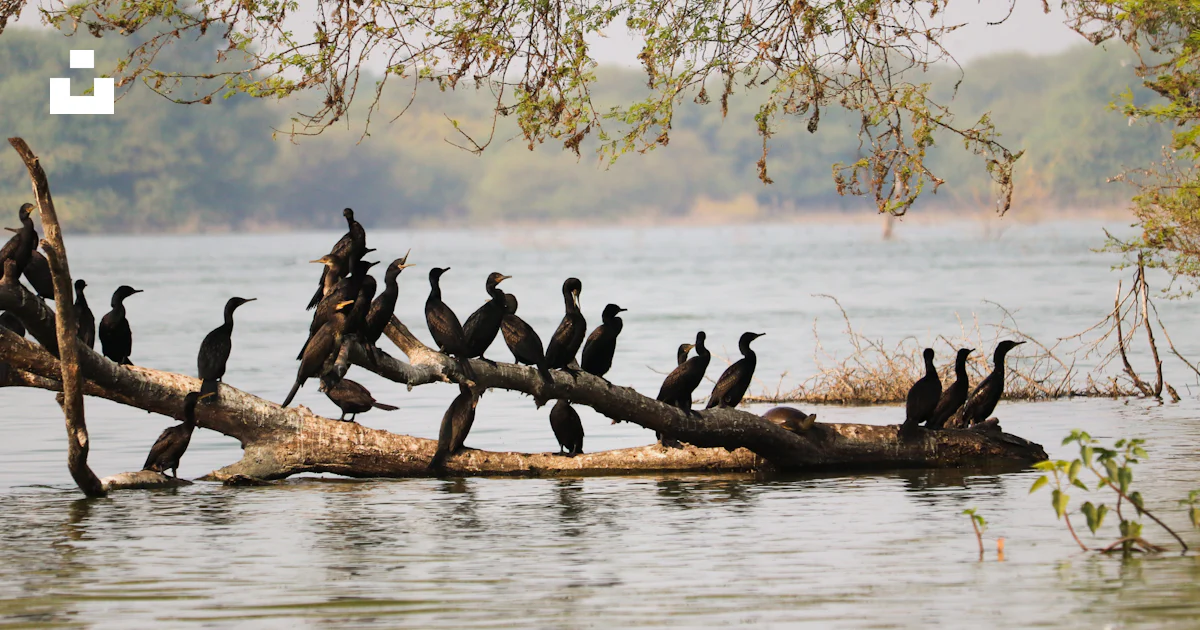 Flock of birds on brown tree log on lake during daytime photo – Free ...