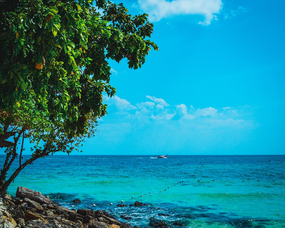 green tree near body of water during daytime