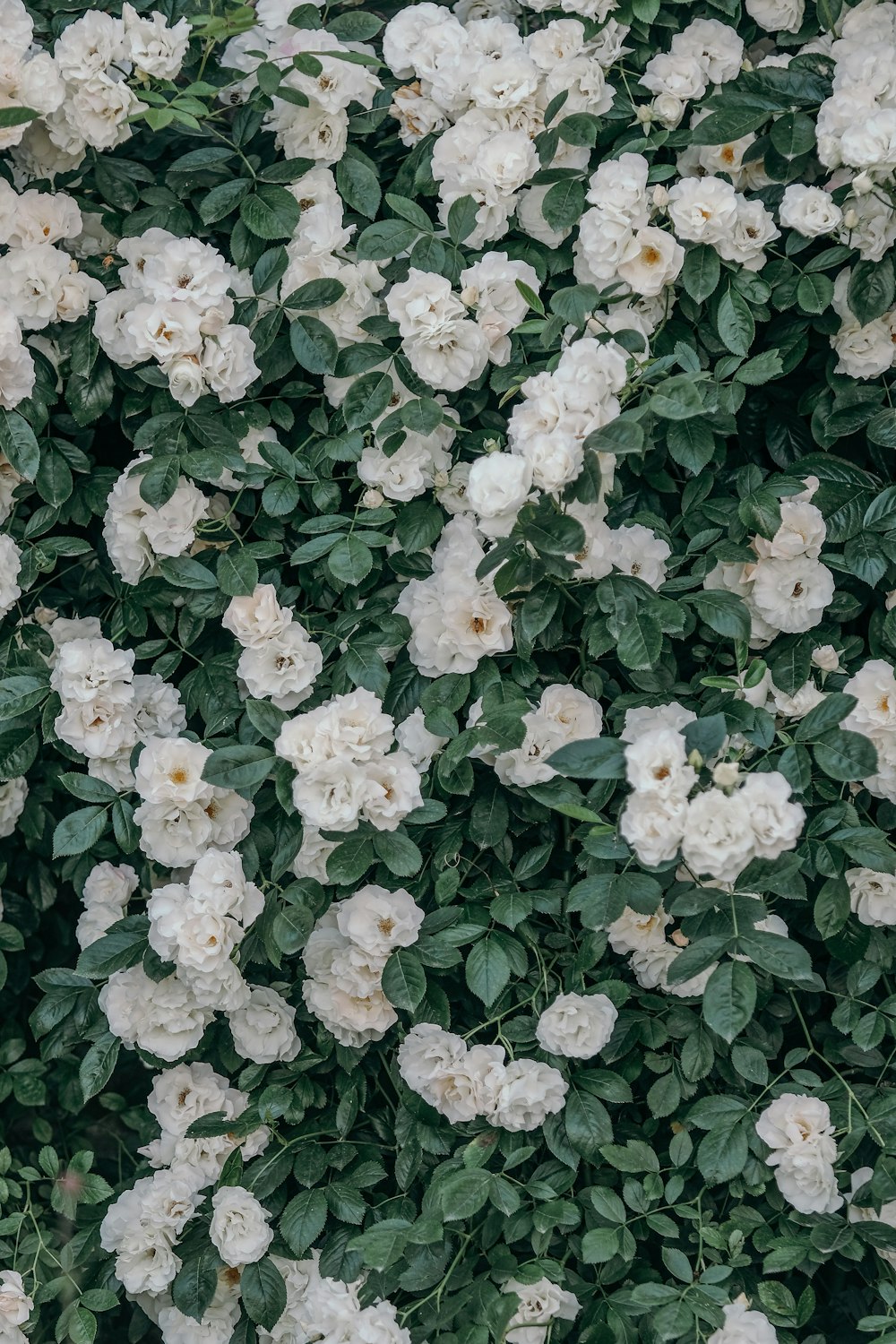 white flowers with green leaves