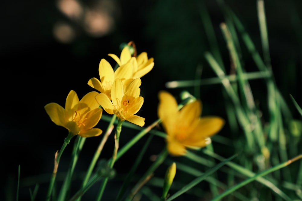 yellow daffodils in bloom during daytime