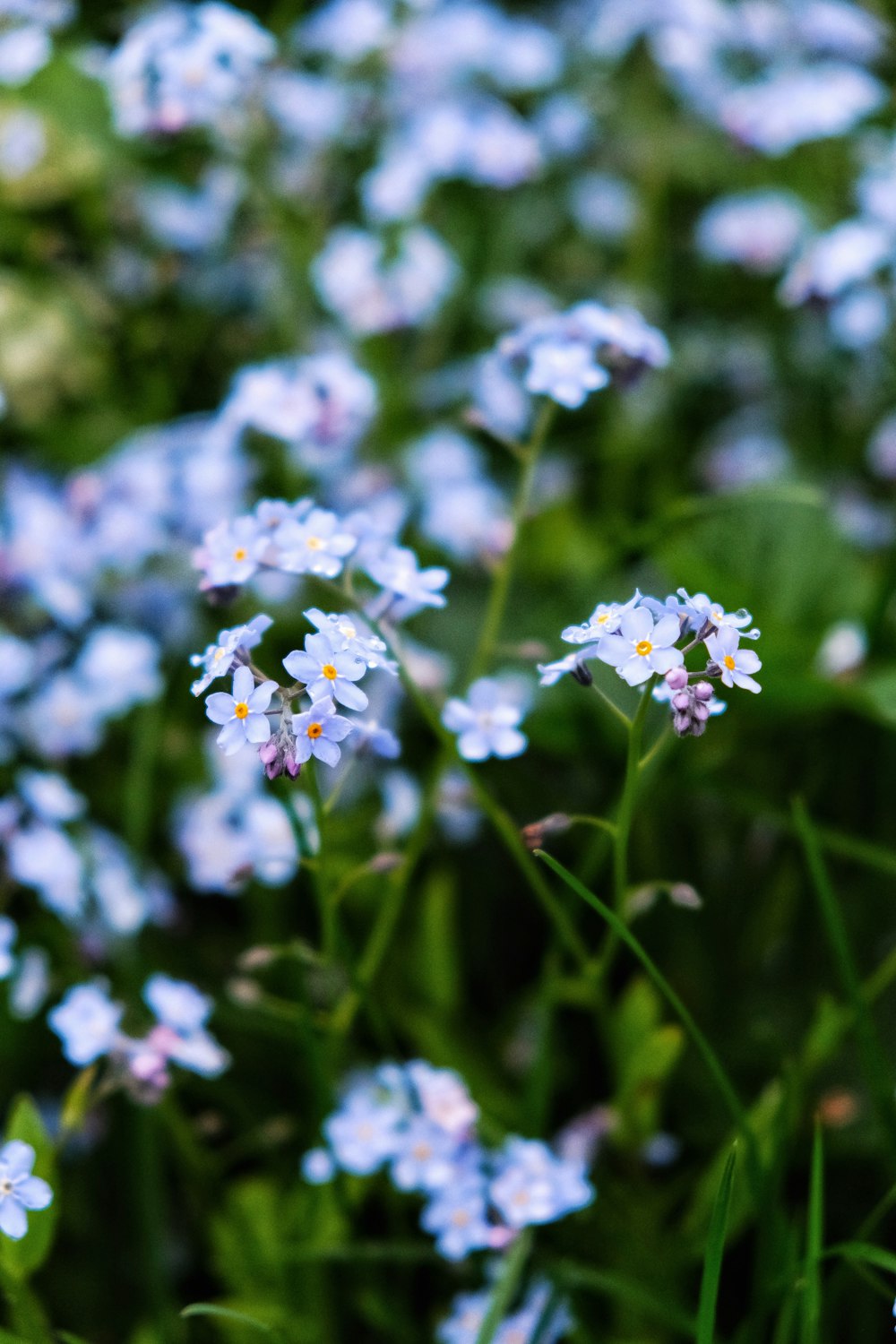 white flowers in tilt shift lens