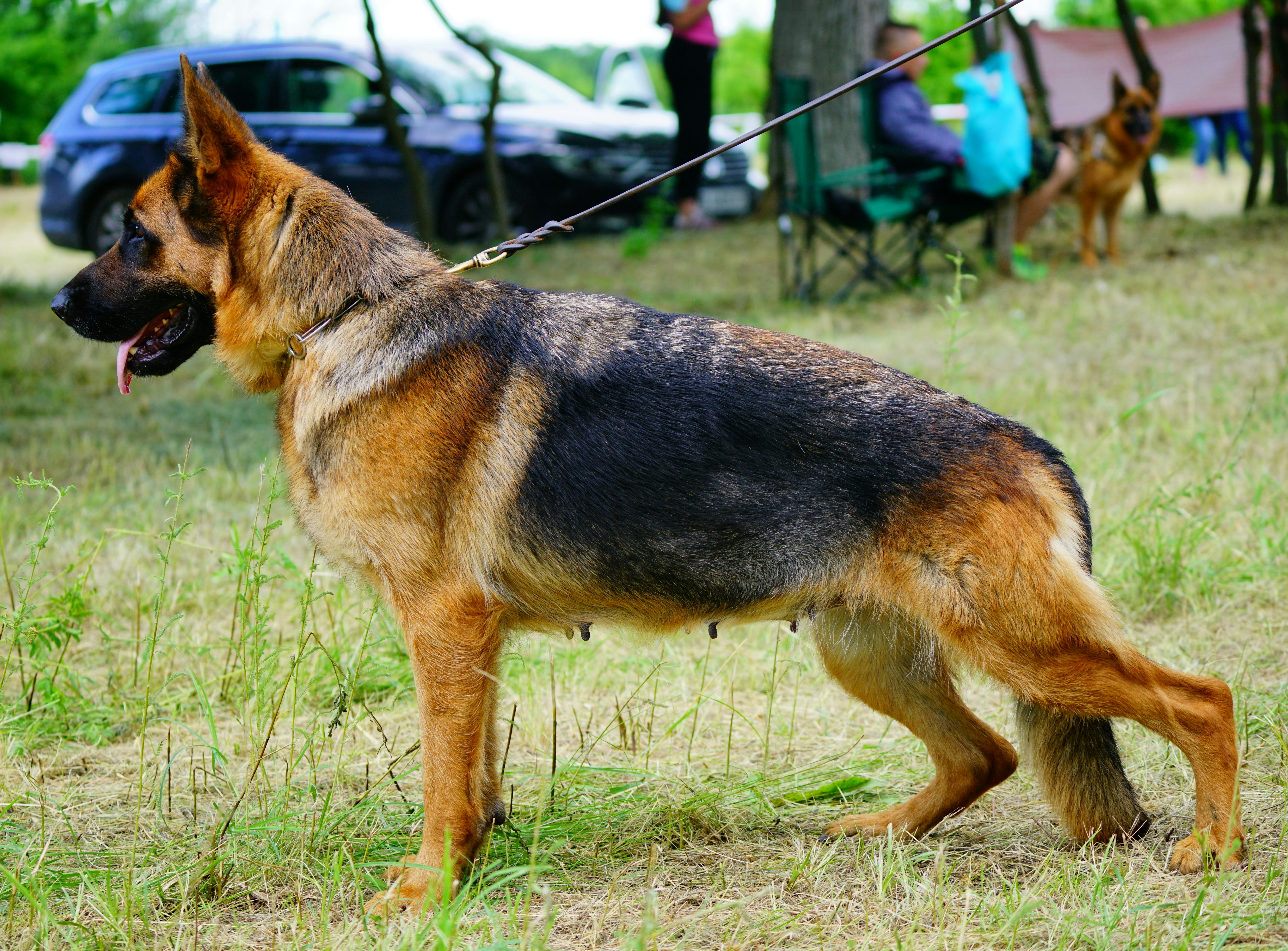 german shepherd appearance