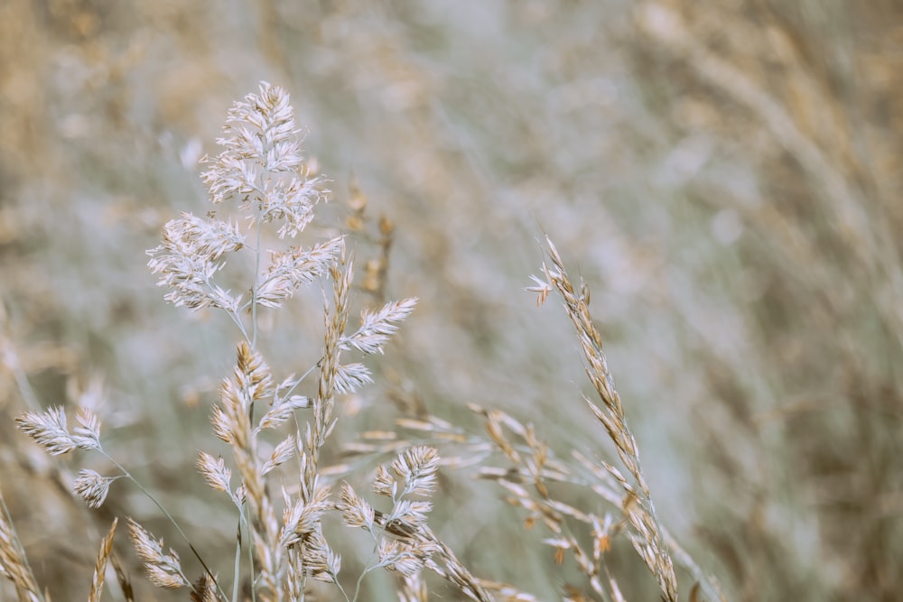 white flowers in tilt shift lens