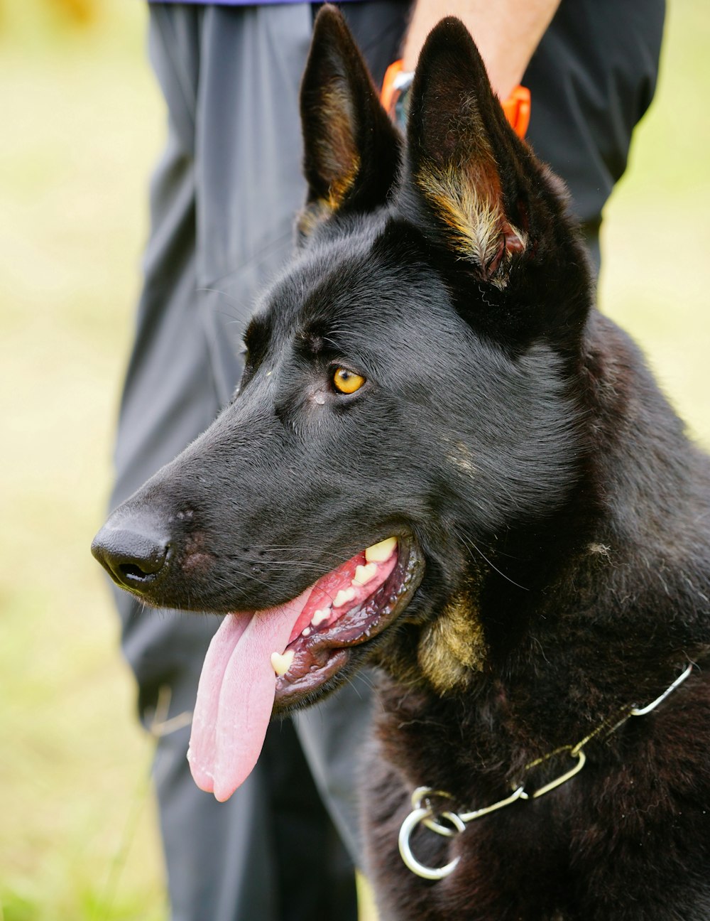 black german shepherd with tongue out