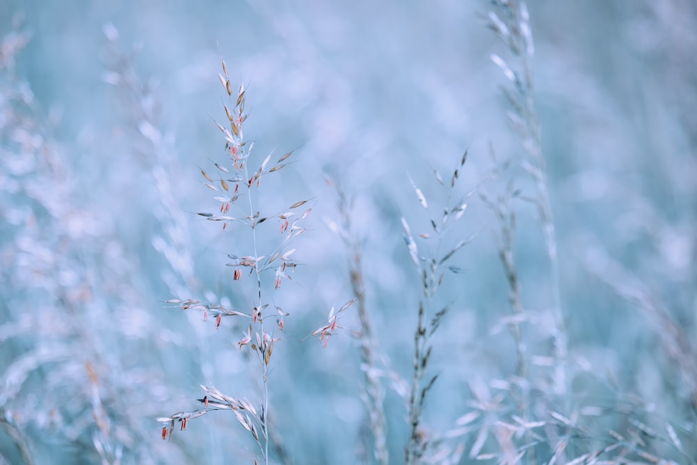 brown plant in close up photography