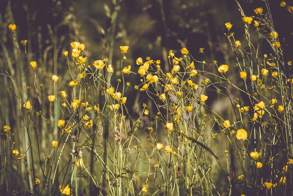 yellow flower in tilt shift lens